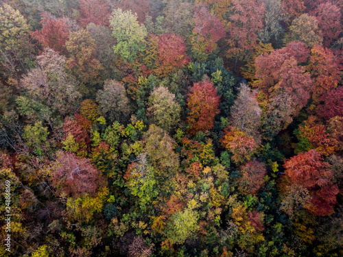 Herbstwald von Oben - Luftbild