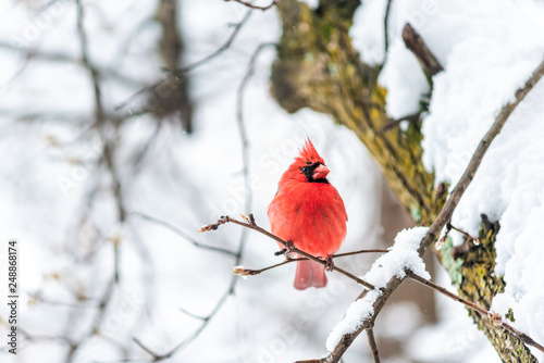Closeup of vibrant red northern cardinal Cardinalis bird puffed up sitting perched on tree branch during winter snow colorful in Virginia