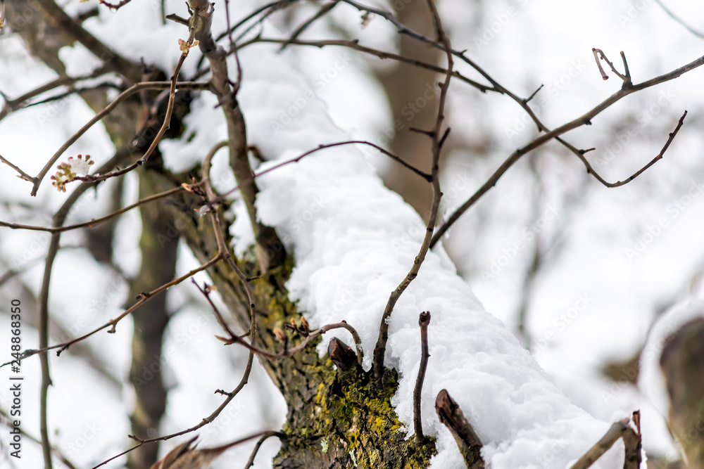 Cherry blossom tree closeup in forest high angle view of one thick trunk branch with snow covered brown wood in snowy Virginia Cherry blossom tree closeup in forest high angle view of one thick trunk branch with snow covered brown wood in snowy Virginia