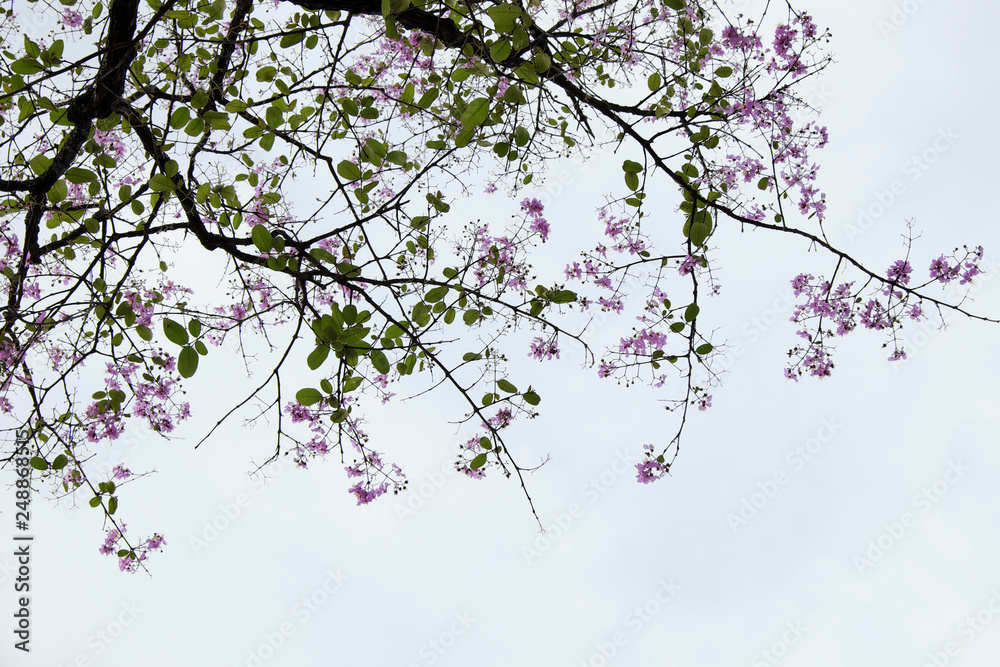Fototapeta premium pink flowers blooming on tree branch