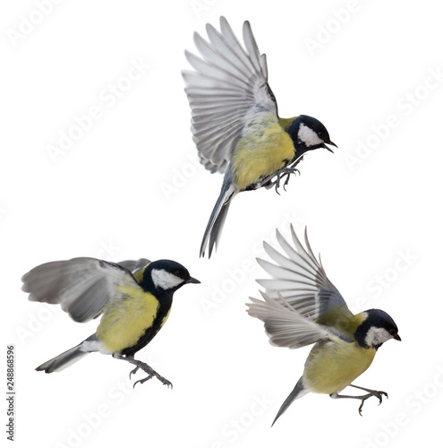 photo of three isolated great tit in flight