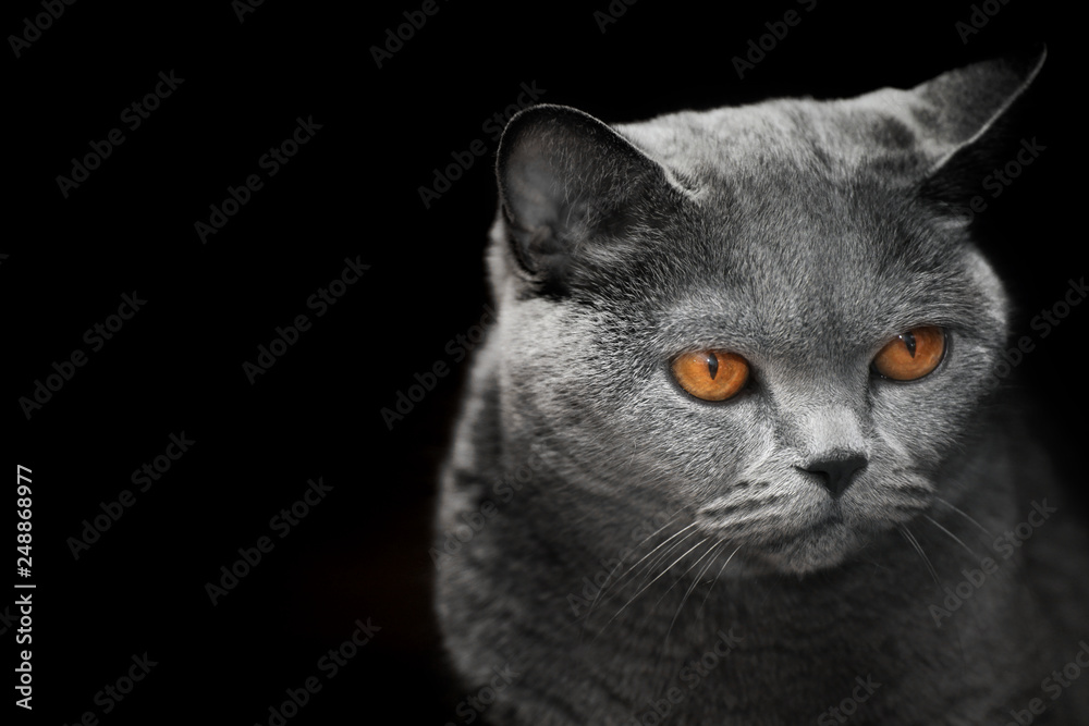 Blue Scottish cat dark background 