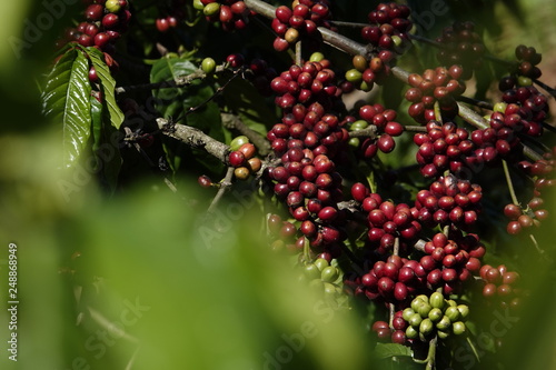 colorful coffee berries