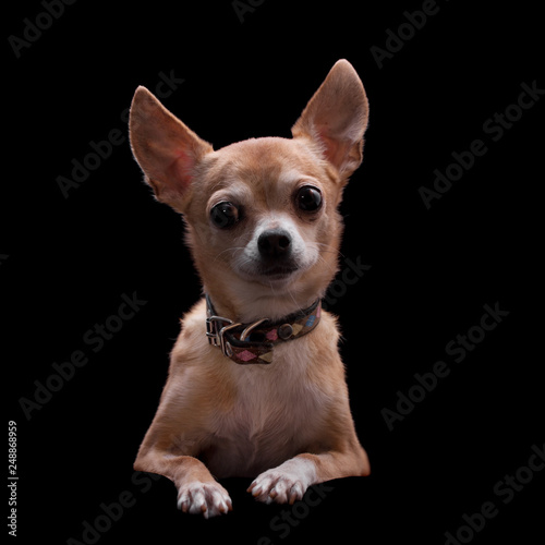 Chihuahua, 11 years old, on the black background © Farinoza