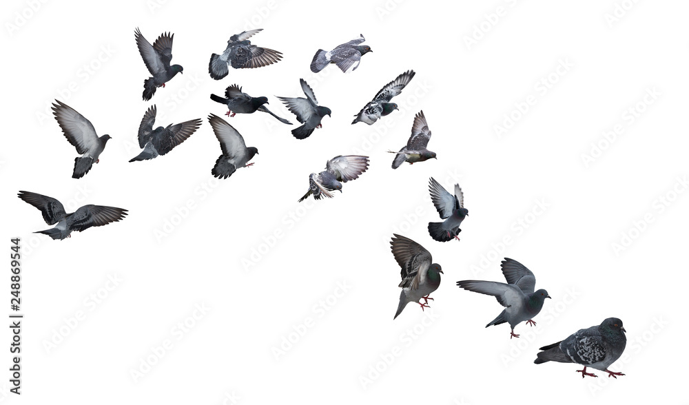 Naklejka na białym tle grupa szarych gołębi