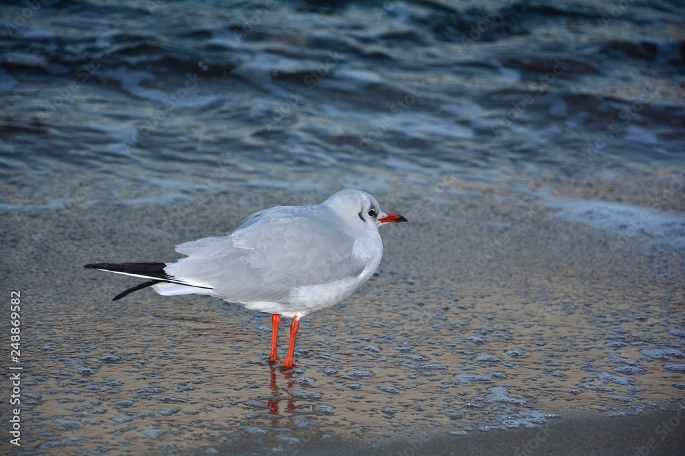 Fototapeta premium Möwe steht vor einer Welle am Sandstrand
