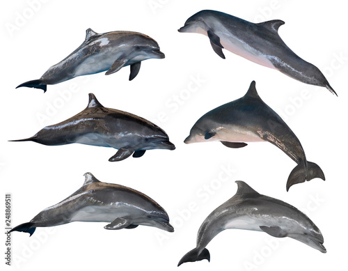 isolated six grey common bottlenose dolphins