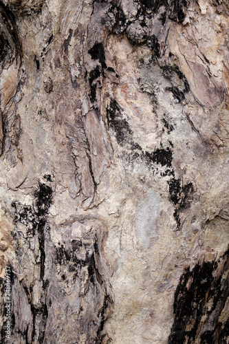 wood texture background closeup