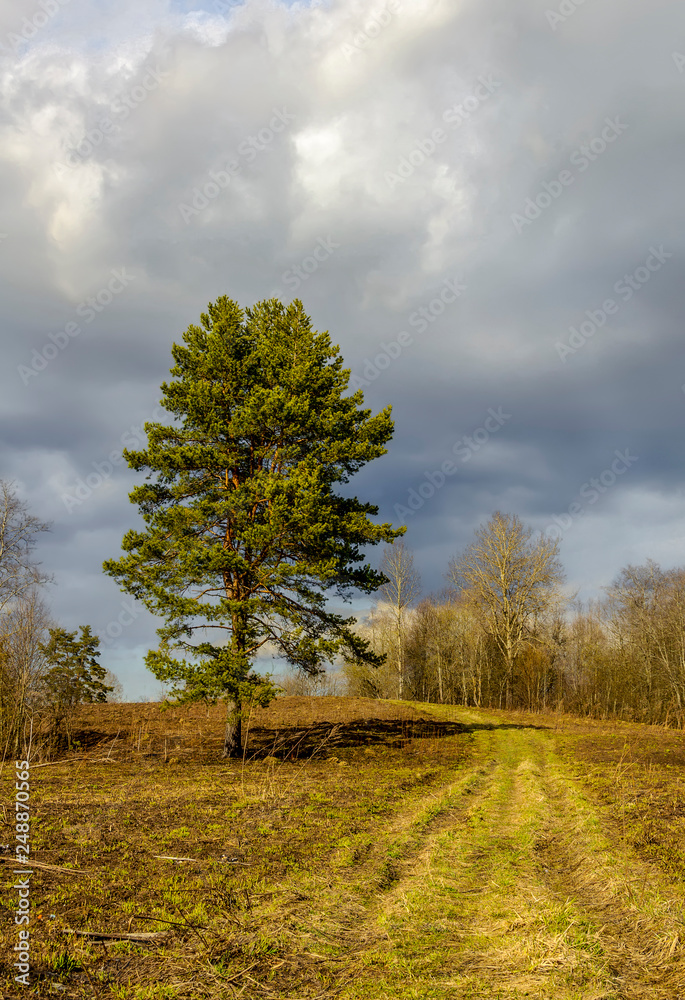 Obraz premium Lonely pine on the hill by the road in early spring.