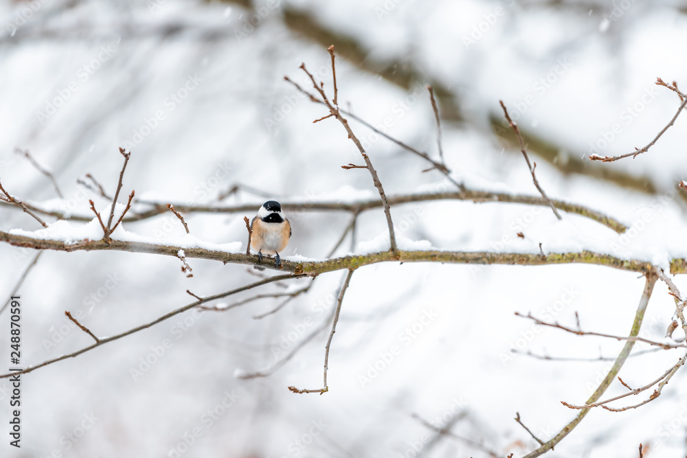 Small black-capped chickadee, poecile atricapillus, tit bird perched on tree branch in Virginia during winter snow weather snowflakes falling on orange feathers Small black-capped chickadee, poecile atricapillus, tit bird perched on tree branch in Virginia during winter snow weather snowflakes falling on orange feathers