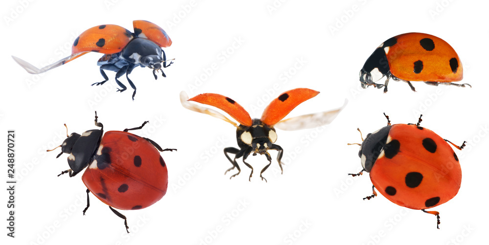 set of five ladybugs isolated on white set of five ladybugs isolated on white