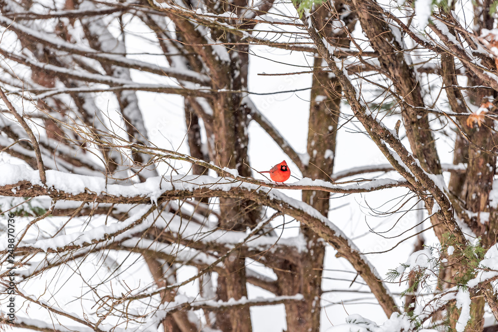 One red northern cardinal, Cardinalis, bird perched far distant on tree branch during heavy winter snow colorful in Virginia standing out