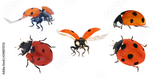 set of five ladybugs isolated on white