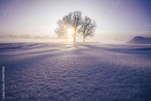Beautiful and superb sunrise view of a tree or trees standing alone in a winter landscape. Purple colors of sunrise or sunset, winter snow meadow with silhouette of isolated tree. Sun peaking through.