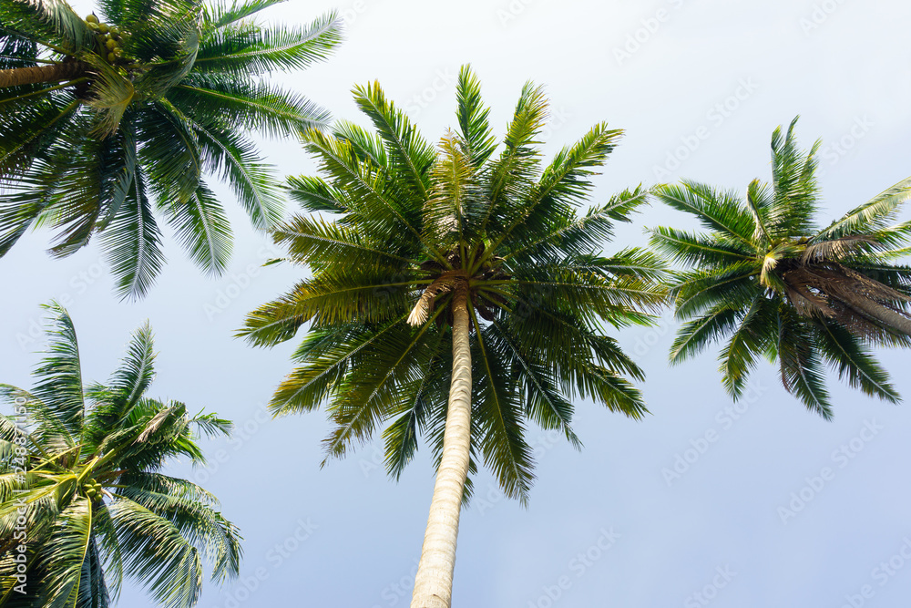 the coconut trees on tilt angle in thailand