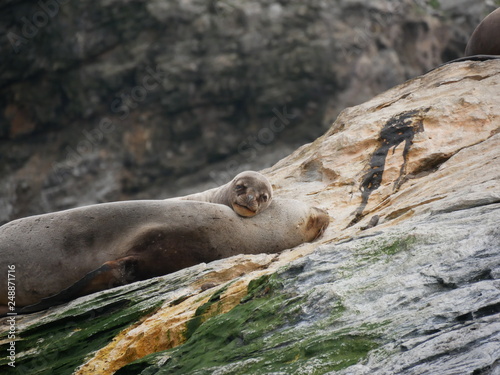 sea lion on rock on Isla Damas, Chile