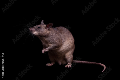 Gambian pouched rat, 3 years old, on black photo