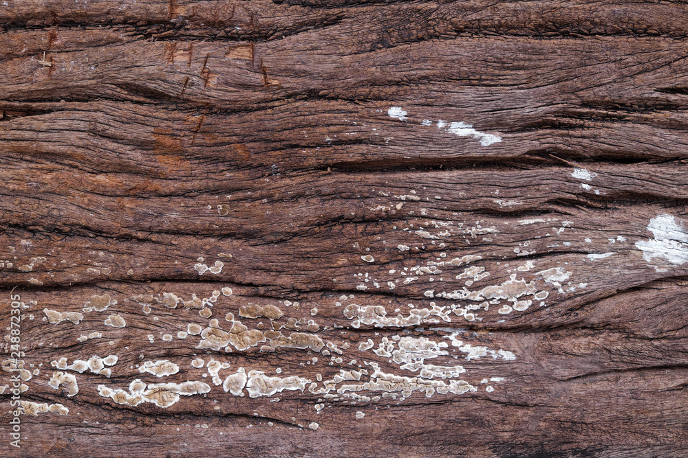 wood texture background closeup wood texture background closeup