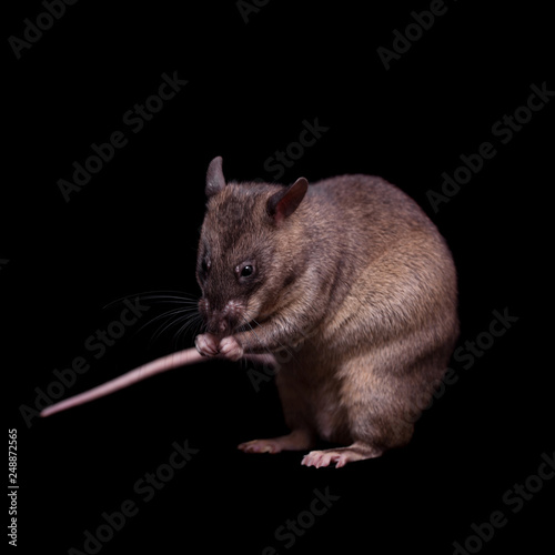 Gambian pouched rat, 3 years old, on black