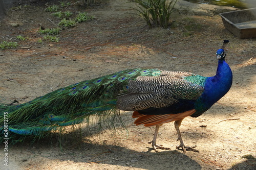 colorful peafowl bird portrait and detail