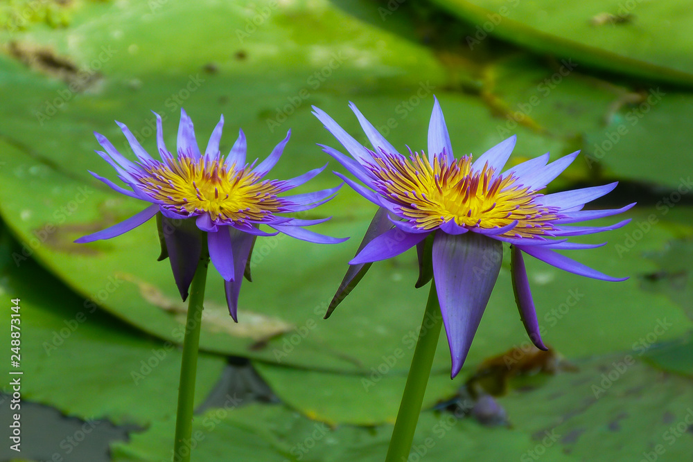 fiori di Loto blu egiziano (Nymphaea caerulea) nello stagno Stock Photo |  Adobe Stock