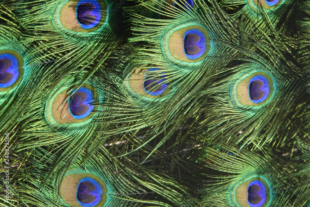 Obraz premium colorful peafowl bird portrait and detail