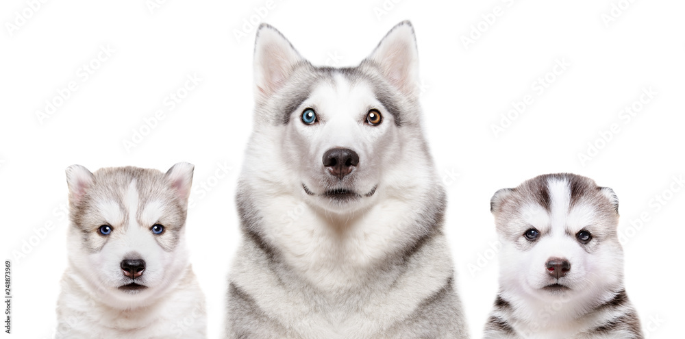 Obraz premium Portrait of a dog breed Siberian Husky with puppies isolated on white background
