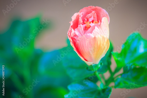 Young Hibiscus Rosa-Sinensis 'Ritzy' also known as Chinese hibiscus, China rose, Hawaiian hibiscus and shoeblackplant. Beautiful single Chinese hibiscus' red, budding flower on blurred background. photo