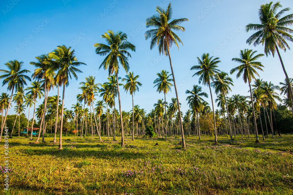 Afternoon in the garden with coconut trees.8