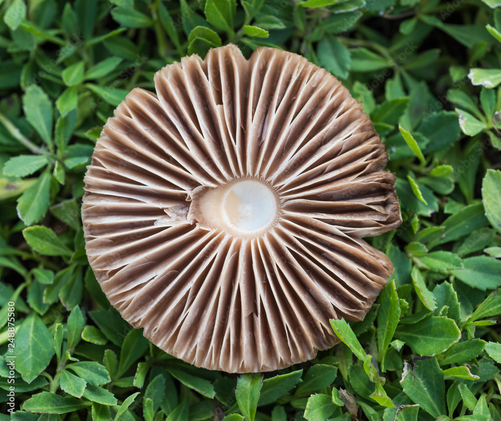 Closeup detail of field mushroom growing wild Closeup detail of field mushroom growing wild