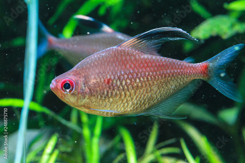 Redback bleeding heart tetra (Hyphessobrycon pyrrhonotus) photo