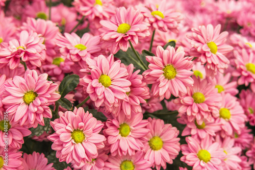 Beautiful pink chrysanthemum flower for nature design background.