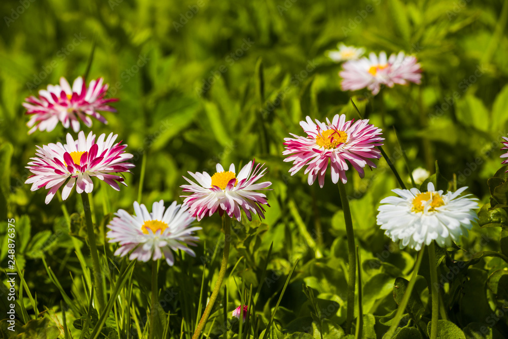 Marguerite flowers in green grass in garden Marguerite flowers in green grass in garden