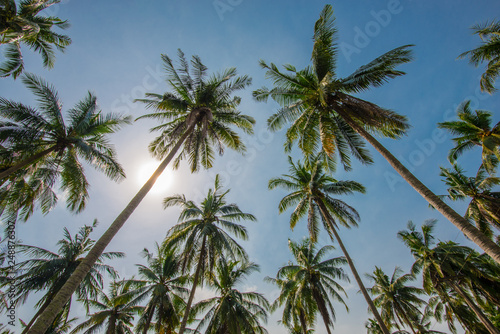 Afternoon in the garden with coconut trees.3