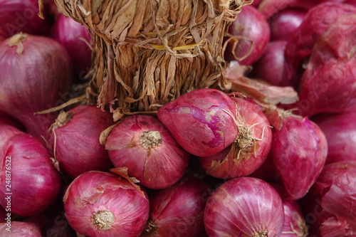 spanish onion on clear background 