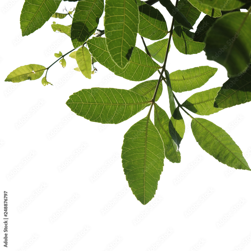 Green tree branch isolated Green tree branch isolated