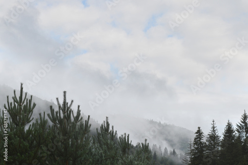 A fog over a pine forest