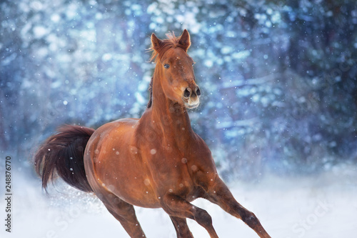 Red horse with long mane run fast in winter snow day