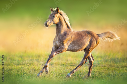 Colt portrait run at sunset light in meadow