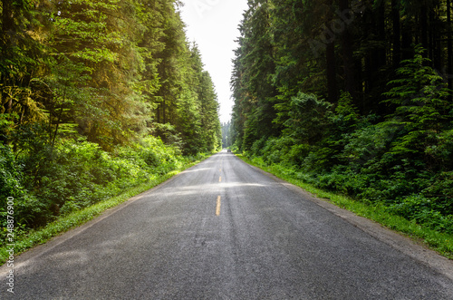 Scenic Forest Road at Sunset. Vancouver Island, BC, Canada.