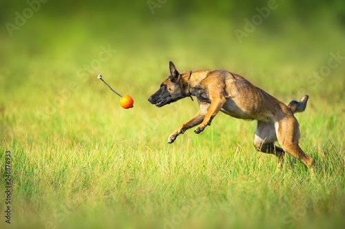 Malinois sheepdog run and play ball toy at summer field