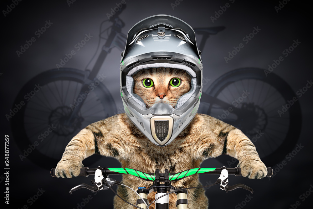 Portrait of a cat in a helmet on a bicycle on the background of the silhouette of a bicycle
