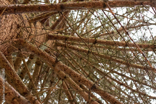 Pine trees in the winter