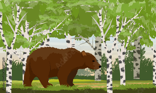 Big brown bear in a birch forest. Wild animals of Russia, USA, Canada and Scandinavia.. Realistic Vector Landscape