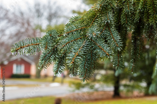 Pine trees in the winter