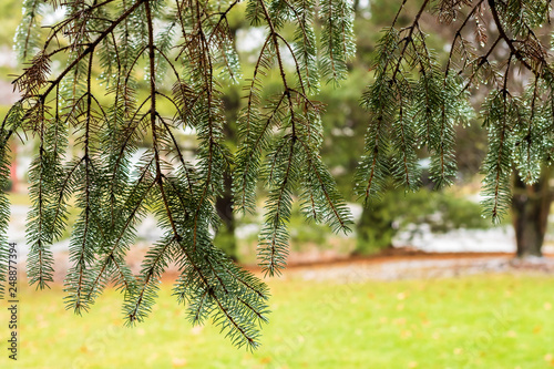 Pine trees in the winter