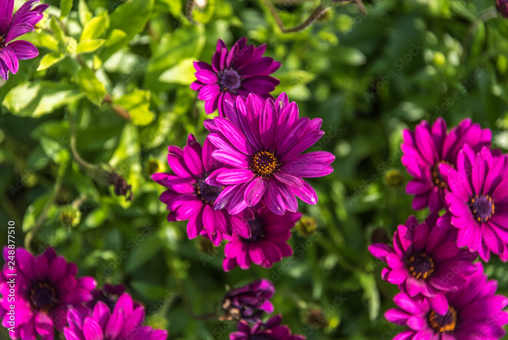 Deep Pink Daisies on a Background of Green Leaves Deep Pink Daisies on a Background of Green Leaves