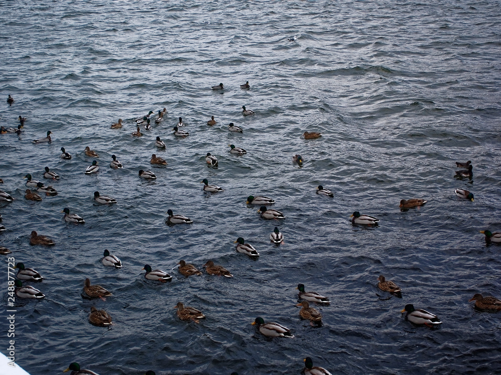 ducks swim in the river in November