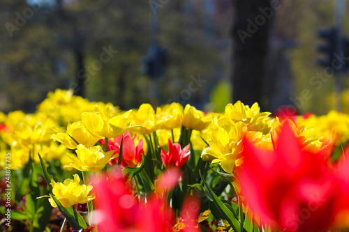 tulips in the garden © Iveta
