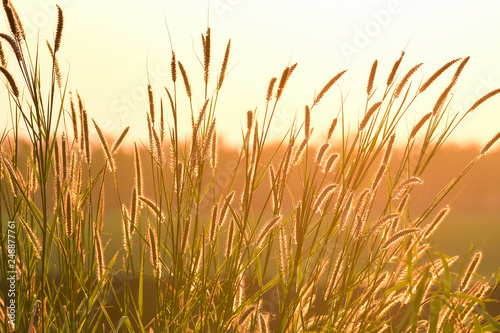 Grass field and golden sunset light background